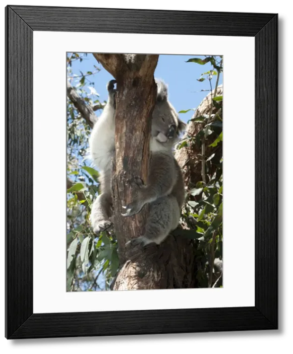 Framed Print : Picture No. 10947462
