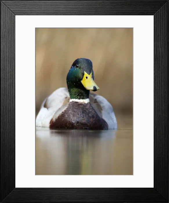 Framed Print : Picture No. 10947834 Framed Print : Picture No. 10947834