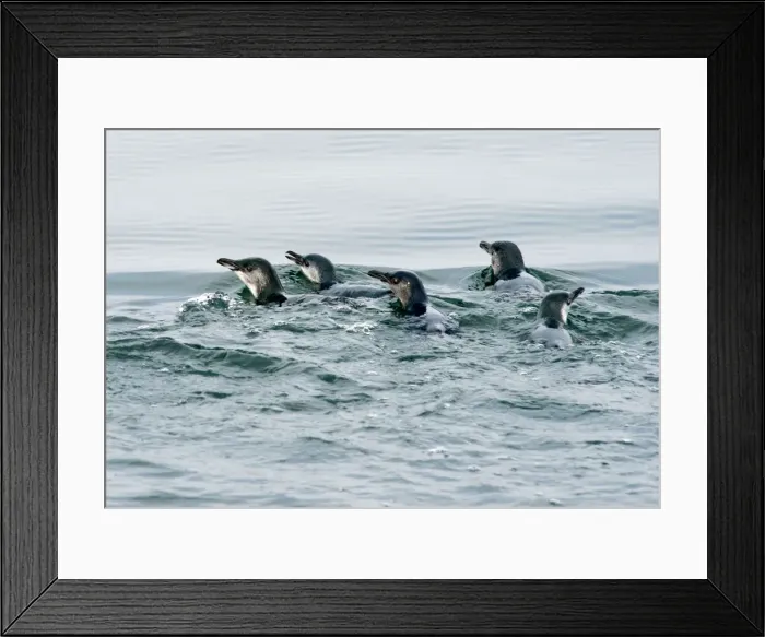 Framed Print : Picture No. 10947437 Framed Print : Picture No. 10947437