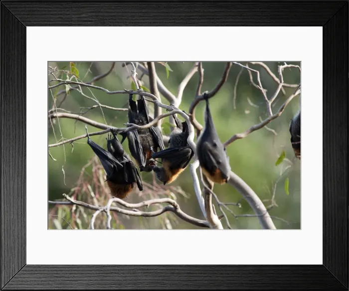 Framed Print : Picture No. 10947500