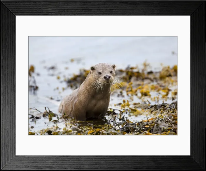 Framed Print : Picture No. 10947861 Framed Print : Picture No. 10947861