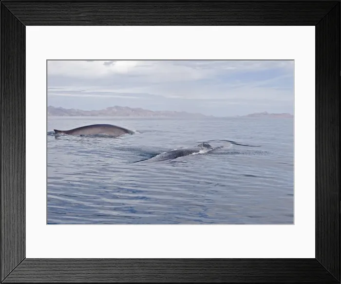 Framed Print : Picture No. 10947684 Framed Print : Picture No. 10947684