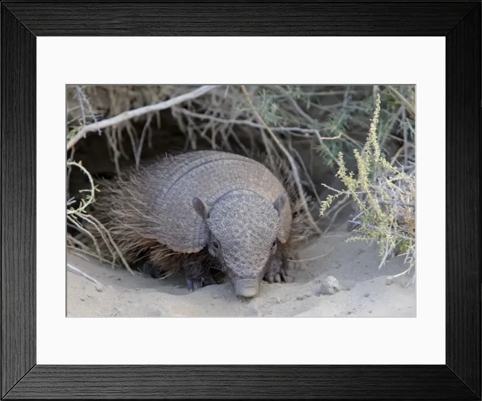 Framed Print : Picture No. 10947580