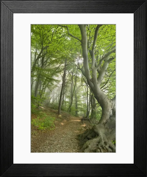 Framed Print : Picture No. 10896856 Framed Print : Picture No. 10896856