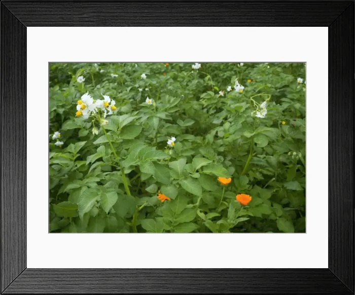 Framed Print : Picture No. 10896862 Framed Print : Picture No. 10896862