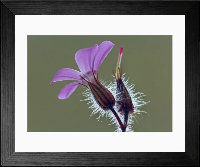 Framed Print : Picture No. 10896883 Framed Print : Picture No. 10896883