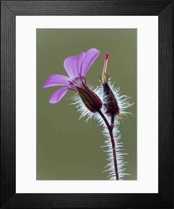 Framed Print : Picture No. 10896884 Framed Print : Picture No. 10896884