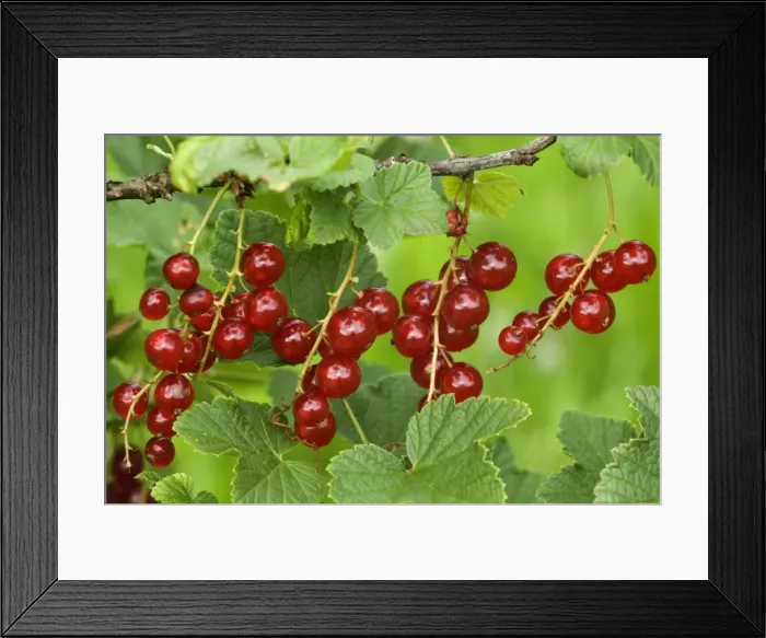 Framed Print : Picture No. 10896872 Framed Print : Picture No. 10896872