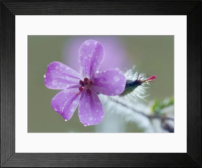 Framed Print : Picture No. 10896882 Framed Print : Picture No. 10896882