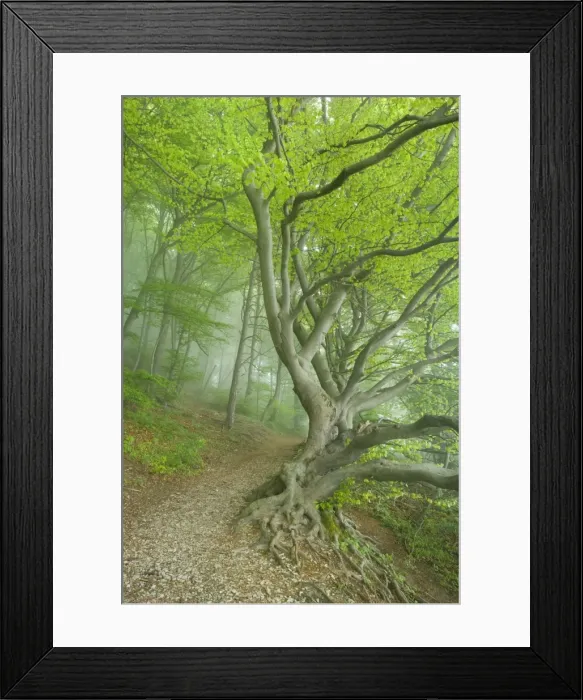 Framed Print : Picture No. 10896858 Framed Print : Picture No. 10896858