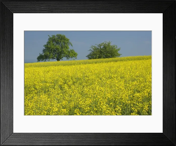 Framed Print : Picture No. 10896865 Framed Print : Picture No. 10896865