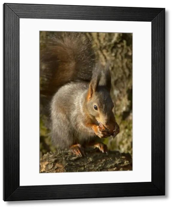 Framed Print : Picture No. 10896874 Framed Print : Picture No. 10896874