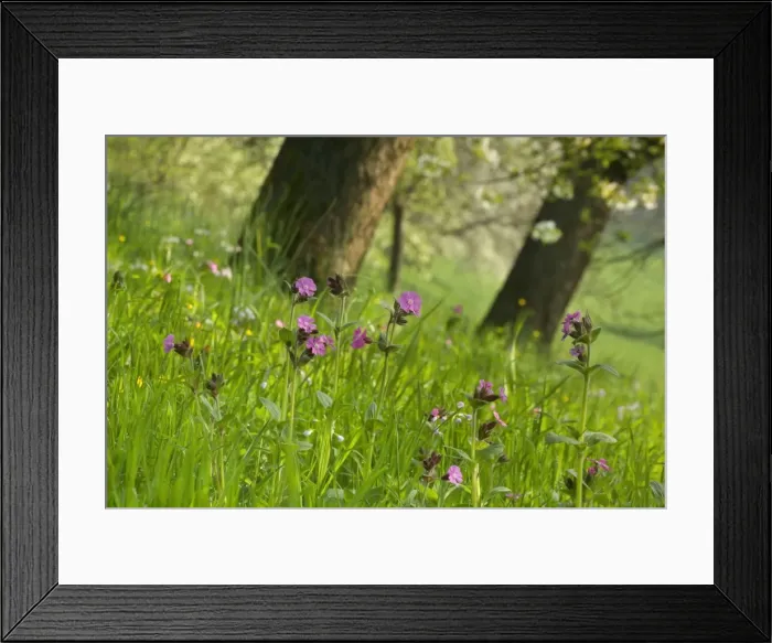 Framed Print : Picture No. 10896867 Framed Print : Picture No. 10896867