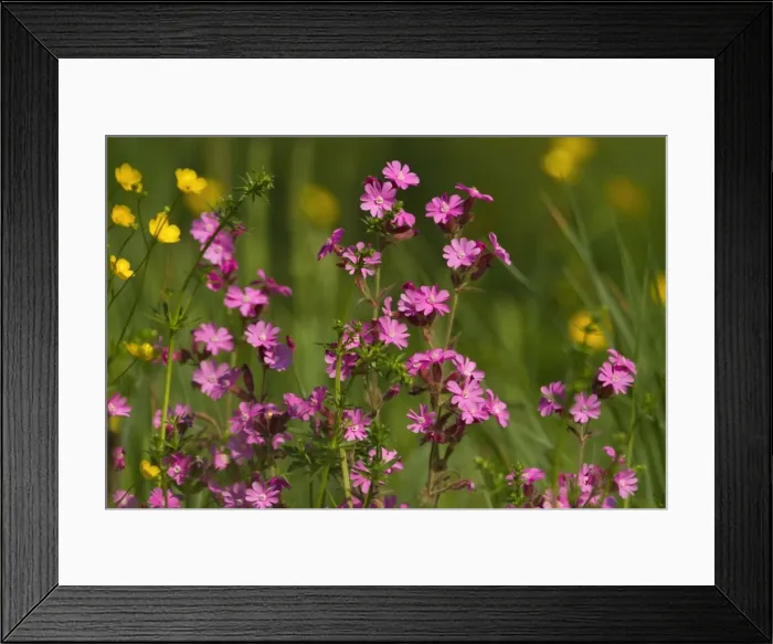 Framed Print : Picture No. 10896868 Framed Print : Picture No. 10896868