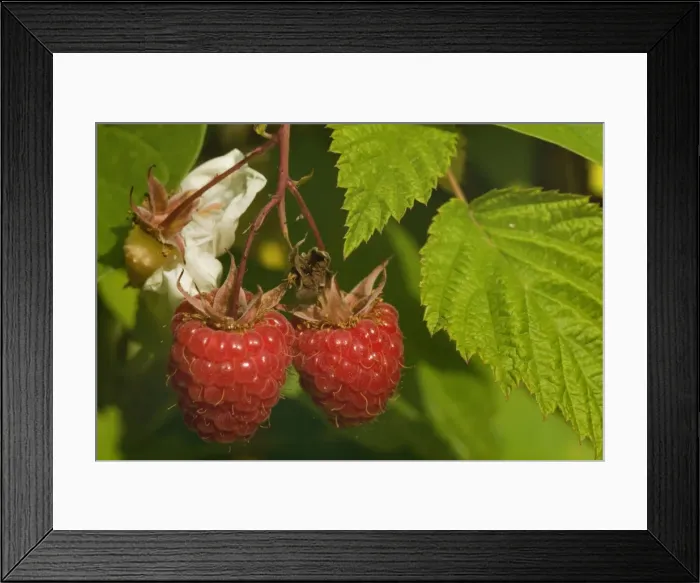 Framed Print : Picture No. 10896866 Framed Print : Picture No. 10896866