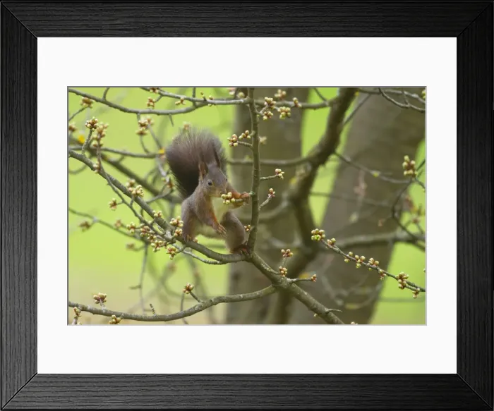 Framed Print : Picture No. 10896875 Framed Print : Picture No. 10896875