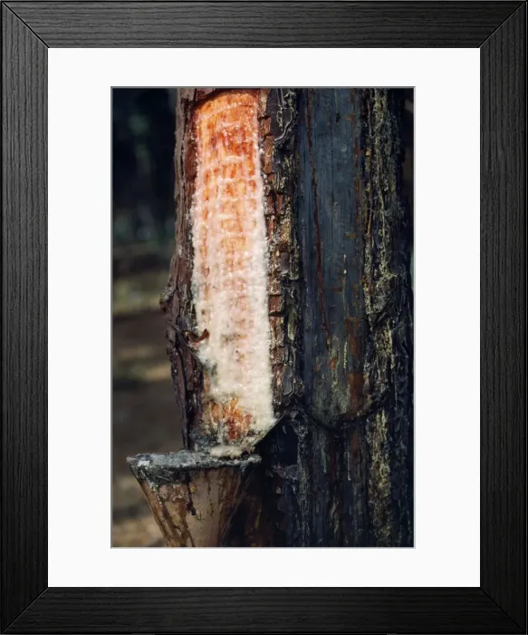 Framed Print : Picture No. 10732038 Framed Print : Picture No. 10732038