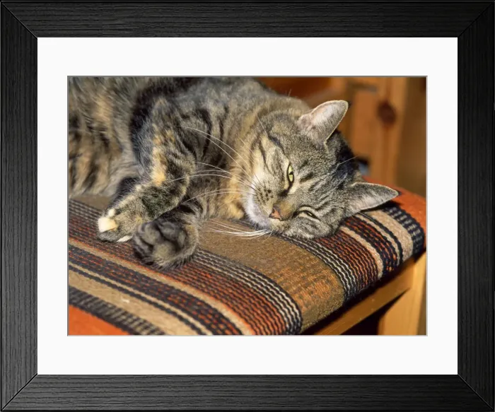 Framed Print : Picture No. 10732093 Framed Print : Picture No. 10732093