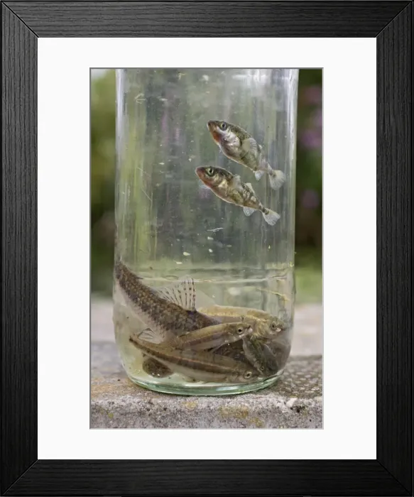 Framed Print : Picture No. 10732117 Framed Print : Picture No. 10732117