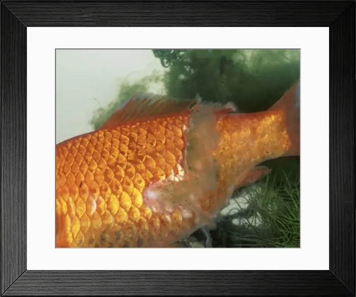 Framed Print : Picture No. 10732440 Framed Print : Picture No. 10732440