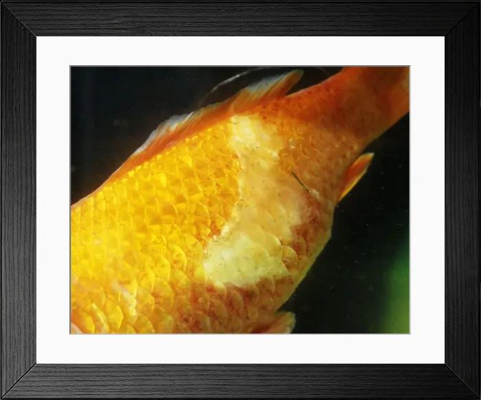 Framed Print : Picture No. 10732442 Framed Print : Picture No. 10732442