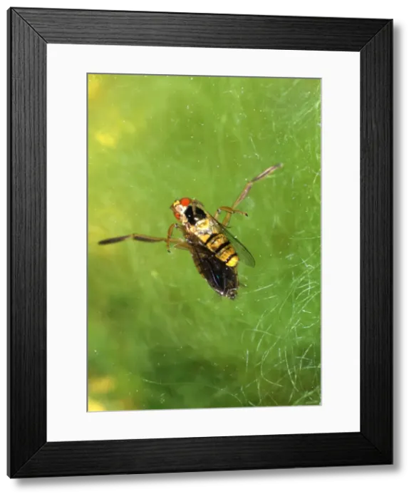 Framed Print : Picture No. 10732455 Framed Print : Picture No. 10732455