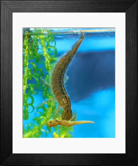 Framed Print : Picture No. 10732467 Framed Print : Picture No. 10732467