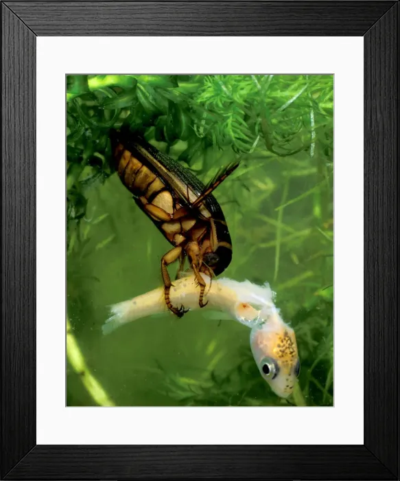 Framed Print : Picture No. 10732476 Framed Print : Picture No. 10732476