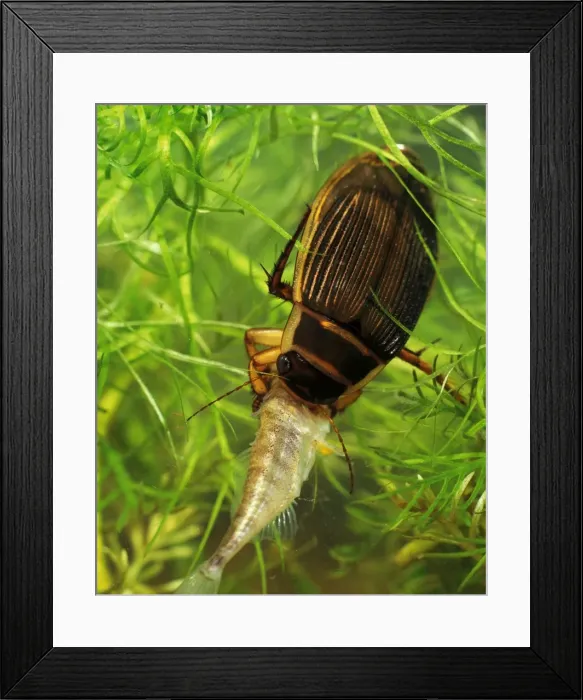 Framed Print : Picture No. 10732478 Framed Print : Picture No. 10732478