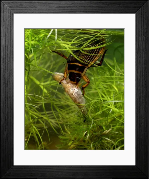 Framed Print : Picture No. 10732480 Framed Print : Picture No. 10732480