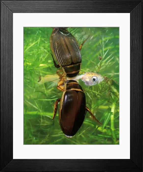 Framed Print : Picture No. 10732479 Framed Print : Picture No. 10732479