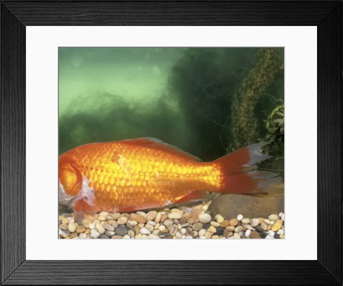 Framed Print : Picture No. 10732445 Framed Print : Picture No. 10732445