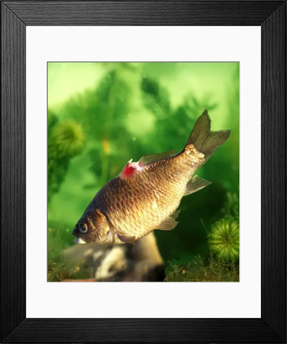 Framed Print : Picture No. 10732492 Framed Print : Picture No. 10732492
