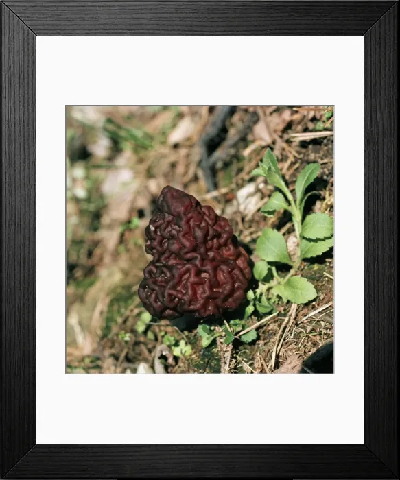 Framed Print : Picture No. 10732109 Framed Print : Picture No. 10732109
