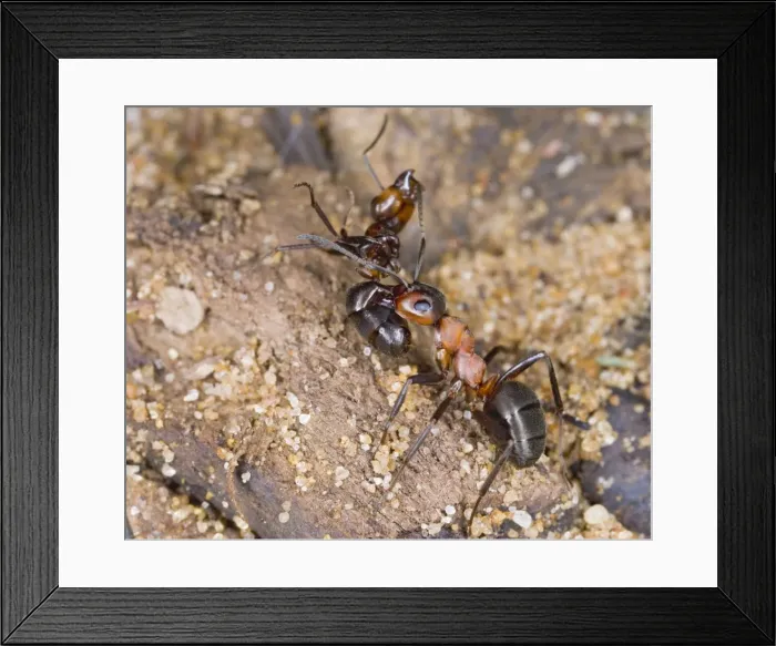 Framed Print : Picture No. 10732517 Framed Print : Picture No. 10732517