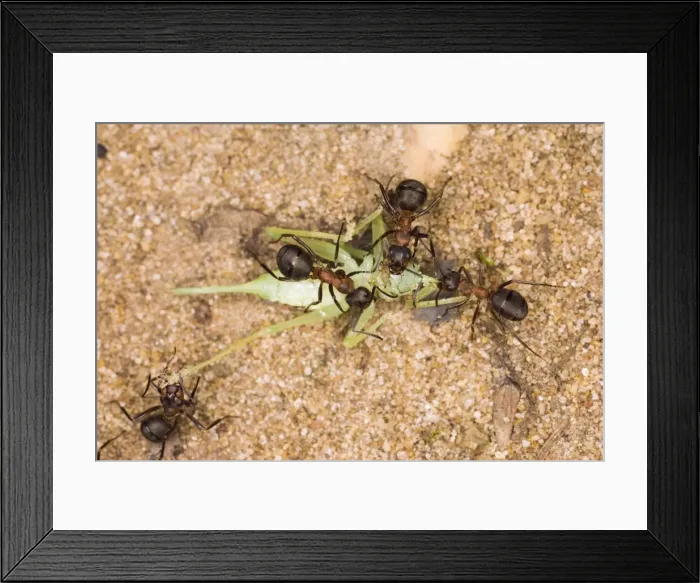 Framed Print : Picture No. 10732529