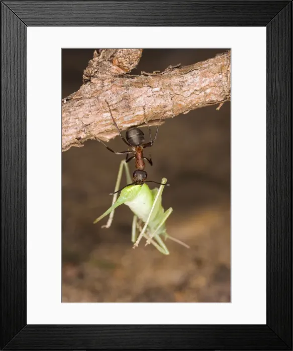 Framed Print : Picture No. 10732530 Framed Print : Picture No. 10732530