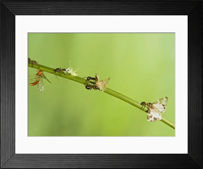 Framed Print : Picture No. 10732534 Framed Print : Picture No. 10732534