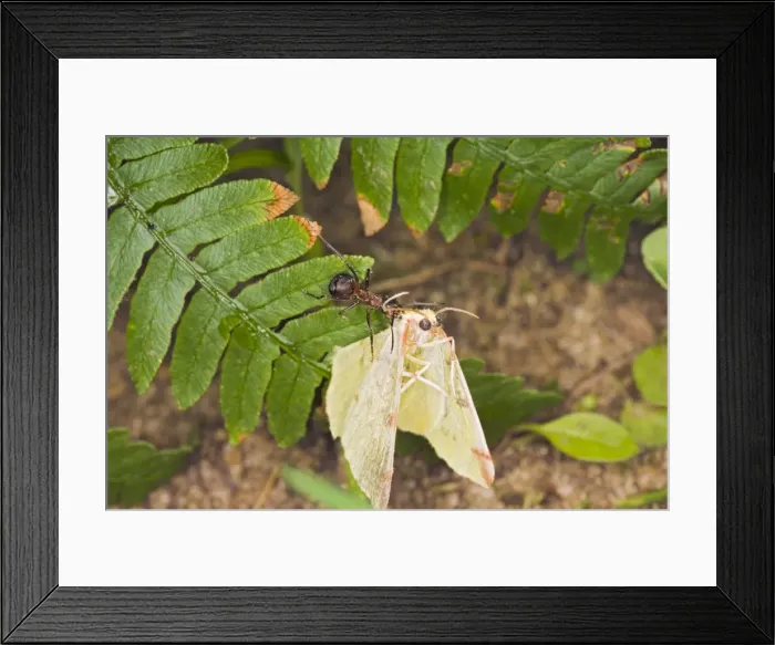 Framed Print : Picture No. 10732532 Framed Print : Picture No. 10732532