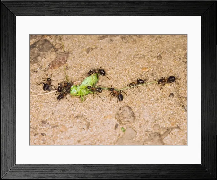 Framed Print : Picture No. 10732531