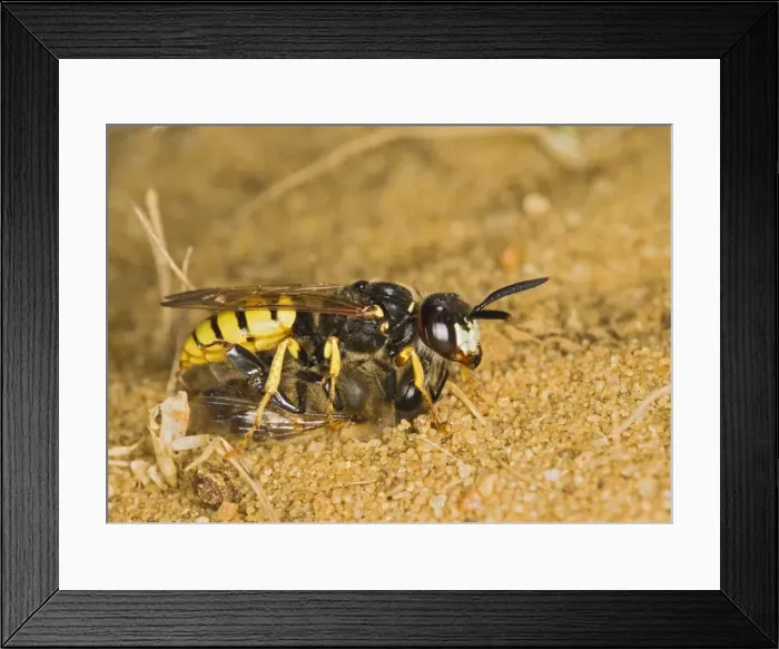 Framed Print : Picture No. 10732672 Framed Print : Picture No. 10732672