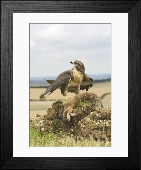 Framed Print : Picture No. 10732699 Framed Print : Picture No. 10732699