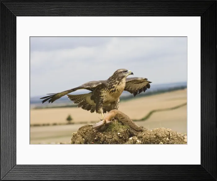 Framed Print : Picture No. 10732700 Framed Print : Picture No. 10732700