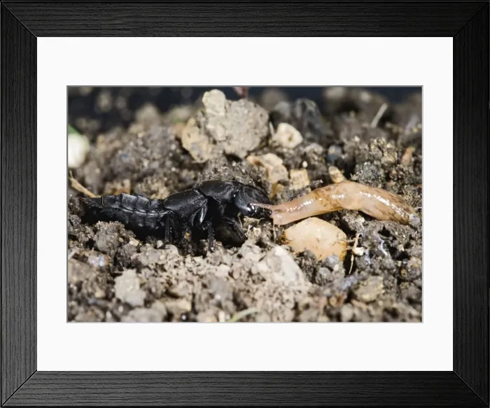 Framed Print : Picture No. 10732686 Framed Print : Picture No. 10732686