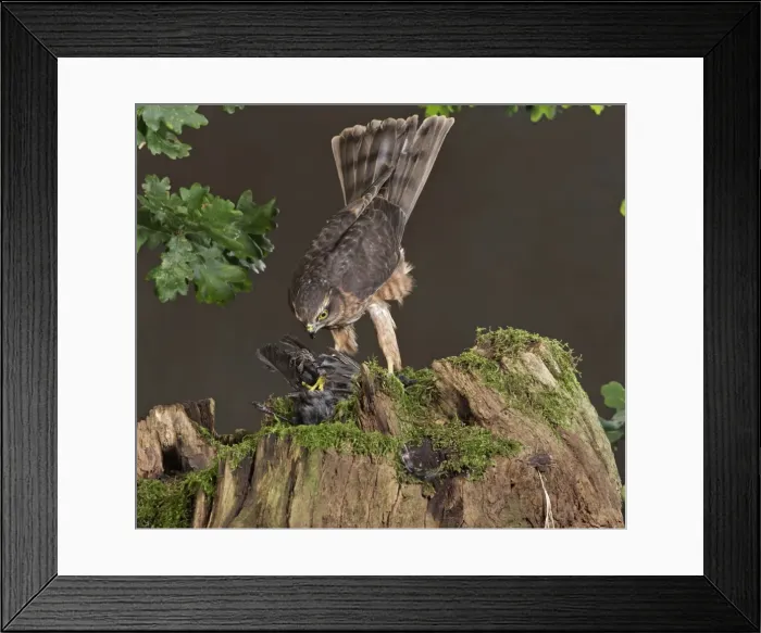 Framed Print : Picture No. 10732704 Framed Print : Picture No. 10732704