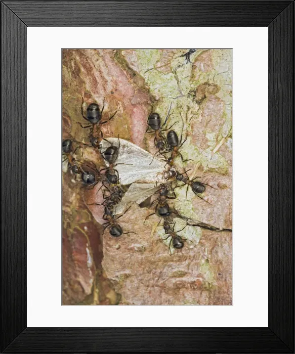 Framed Print : Picture No. 10732537