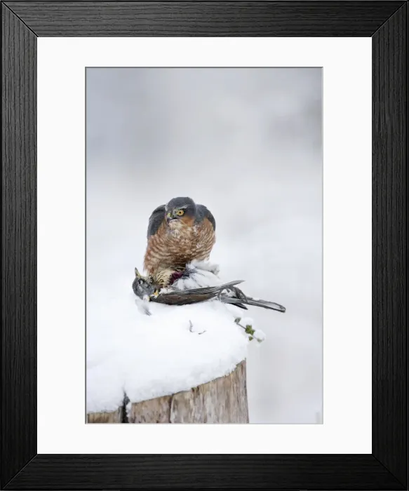 Framed Print : Picture No. 10733073 Framed Print : Picture No. 10733073