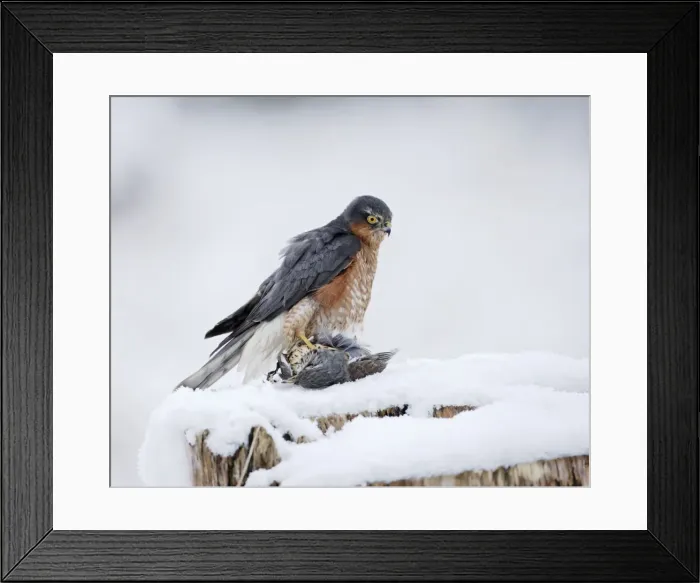 Framed Print : Picture No. 10733074 Framed Print : Picture No. 10733074