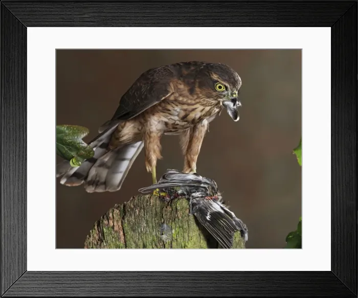 Framed Print : Picture No. 10732720