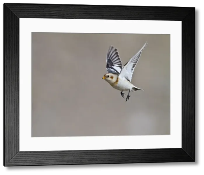 Framed Print : Picture No. 10733192 Framed Print : Picture No. 10733192